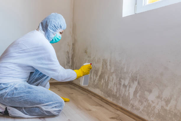 Licensed Mold Cleanup service in Upper Marlboro, MD - WQB Mold Removal